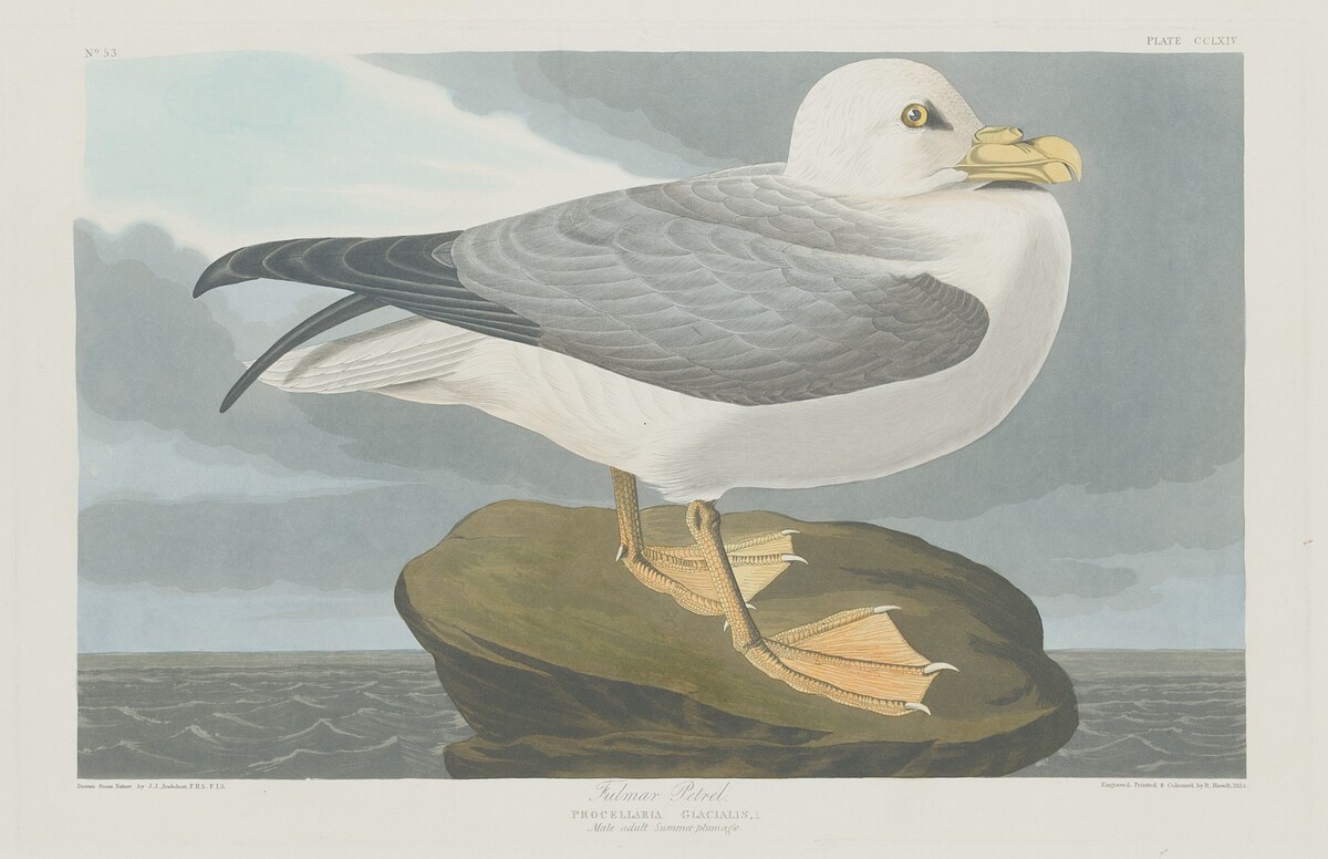 Fulmer Petrel by Robert Havell after John James Audubon