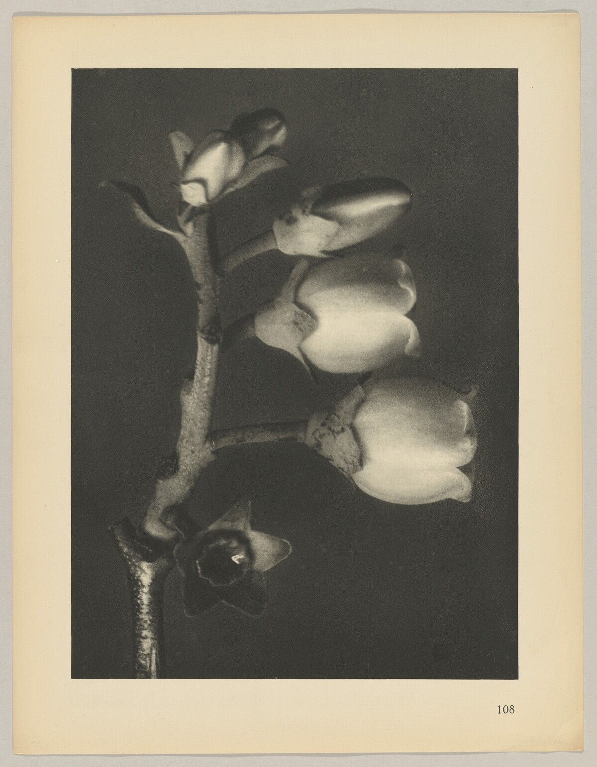 Vaccinium corymbosum by Karl Blossfeldt