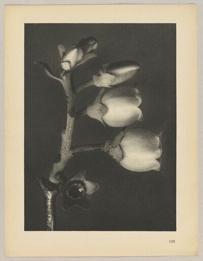 Vaccinium corymbosum
