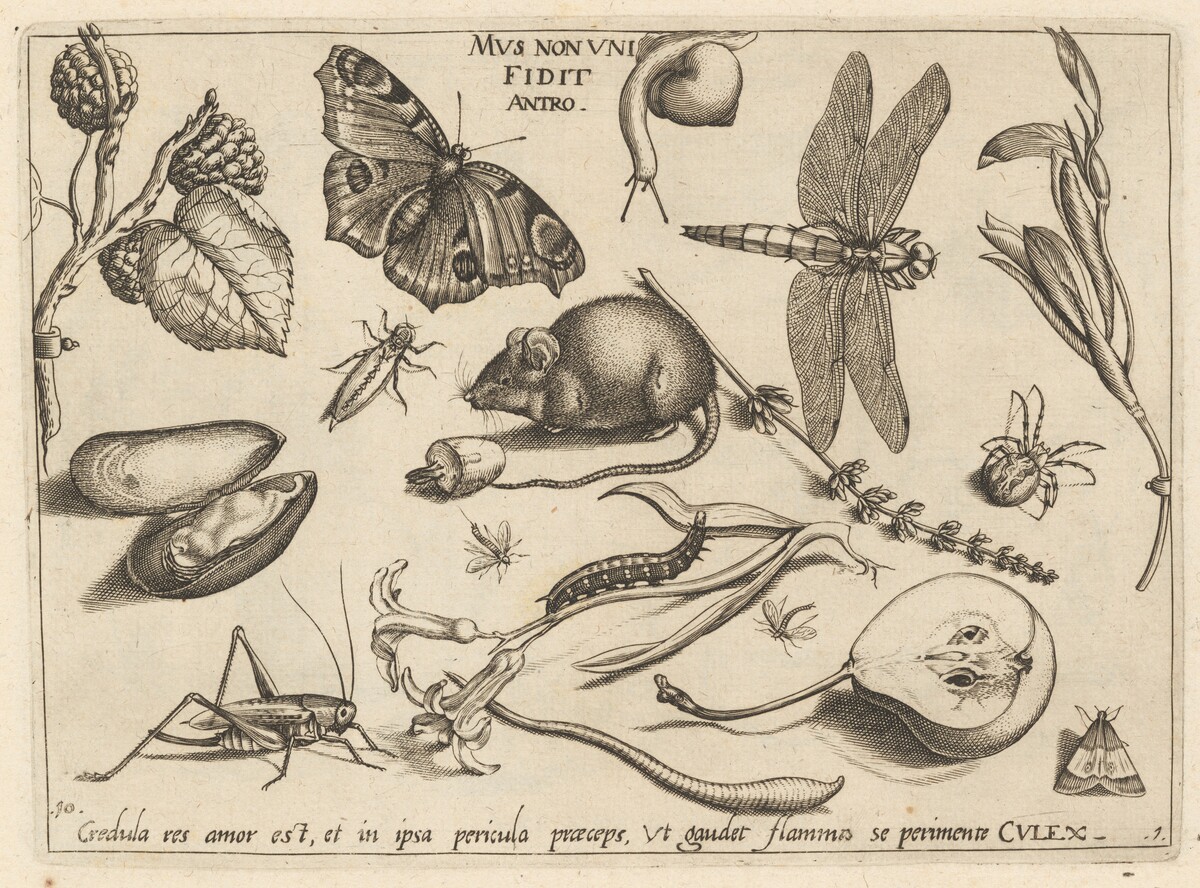 Archetypa studiaque patris Georgii Hoefnagelii [Part 1, Plate 10] by Jacob Hoefnagel after Joris Hoefnagel