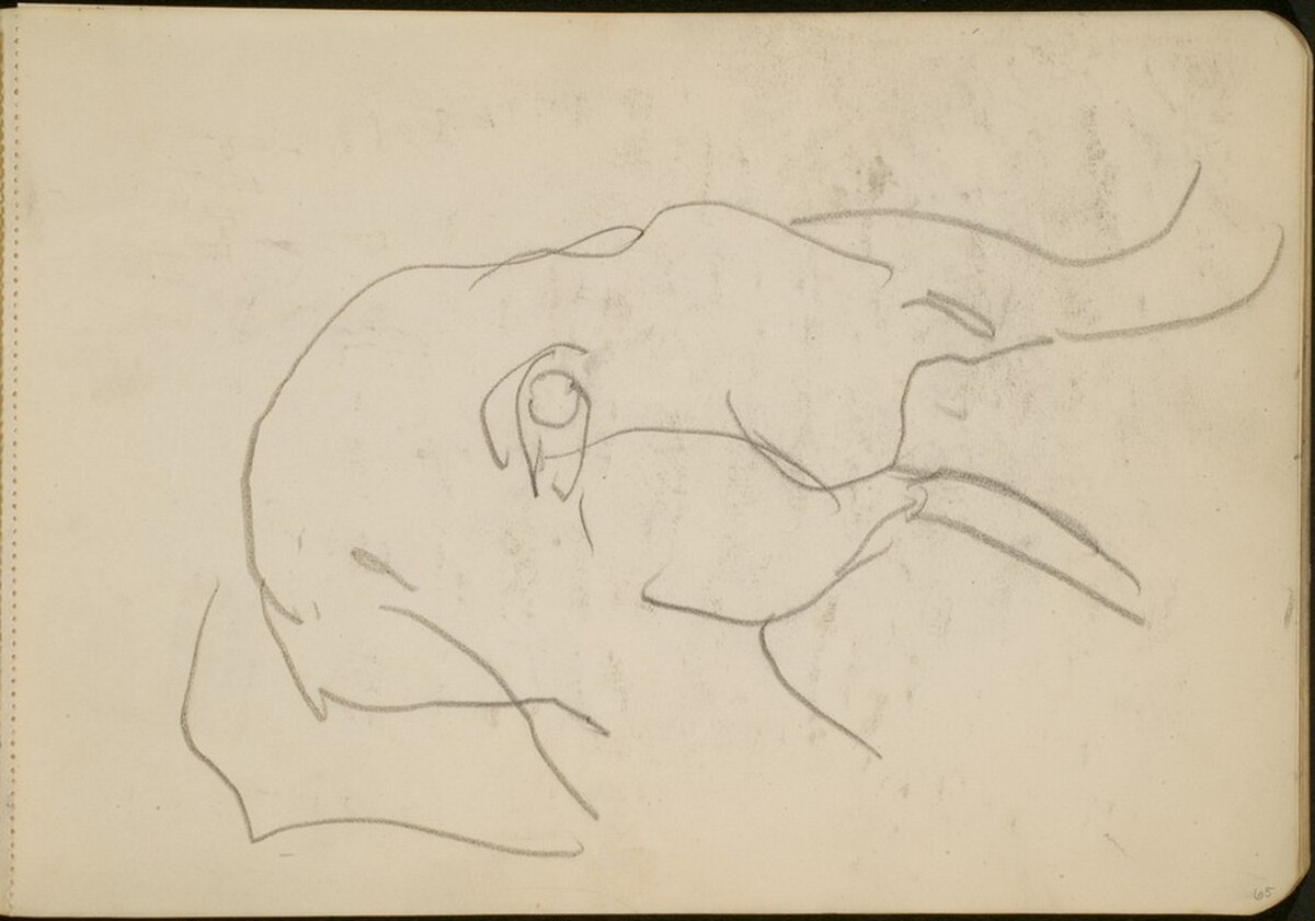Elefantenkopf (Head of an Elephant) [p. 65] by Max Beckmann