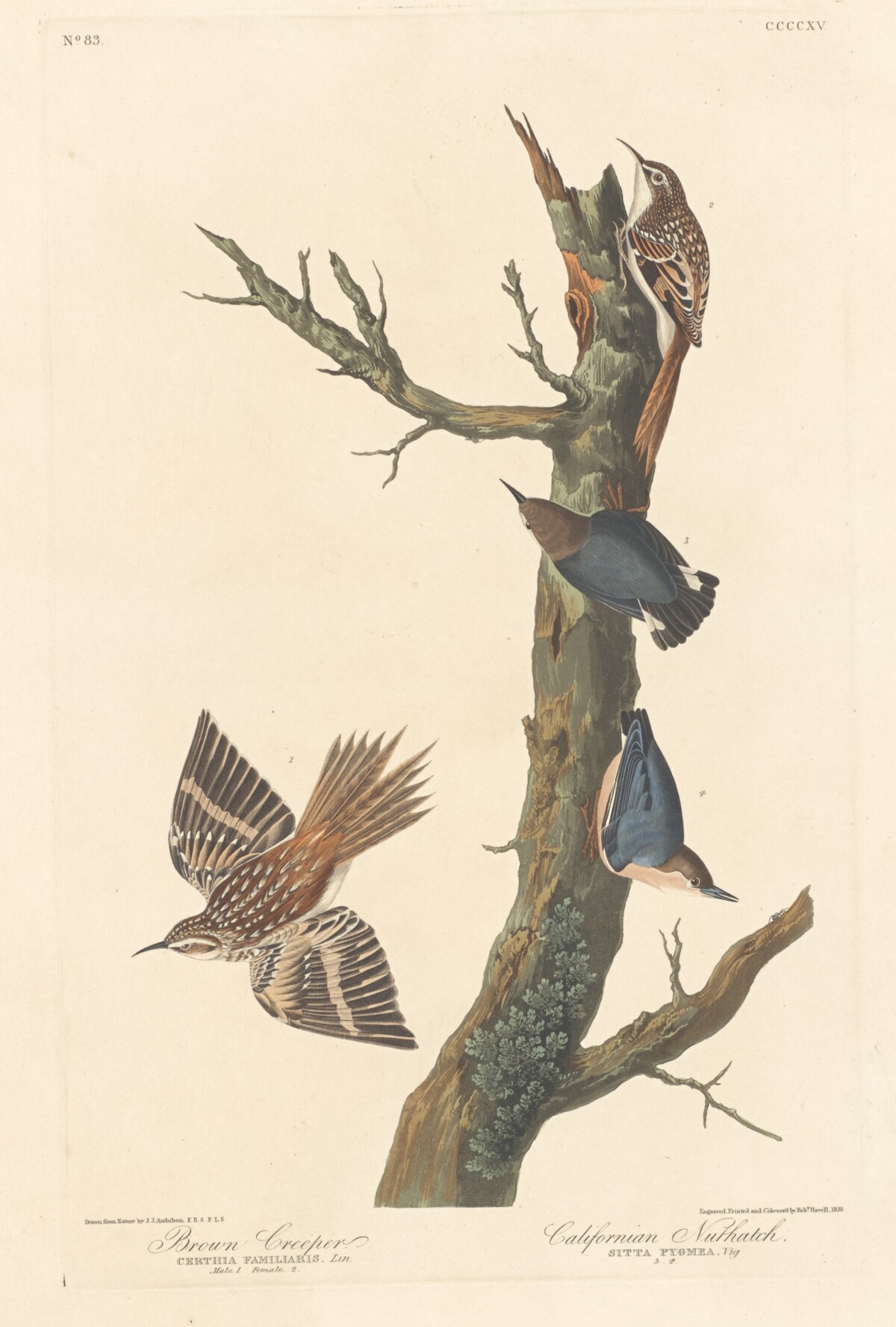 Brown Creeper and Californian Nuthatch by Robert Havell after John James Audubon