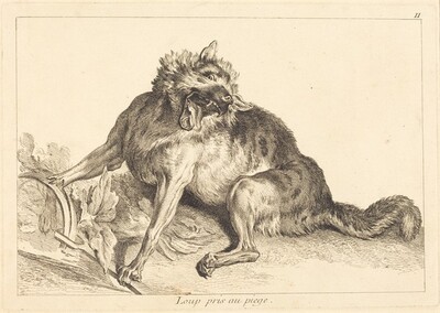 Loup pris au piege (Wolf Caught in a Trap)