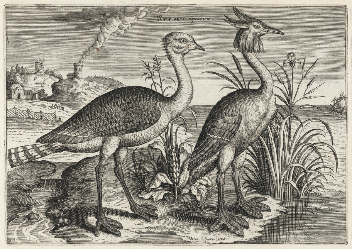 Bustard and Great Crested Grebe by Adriaen Collaert