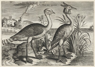 Bustard and Great Crested Grebe