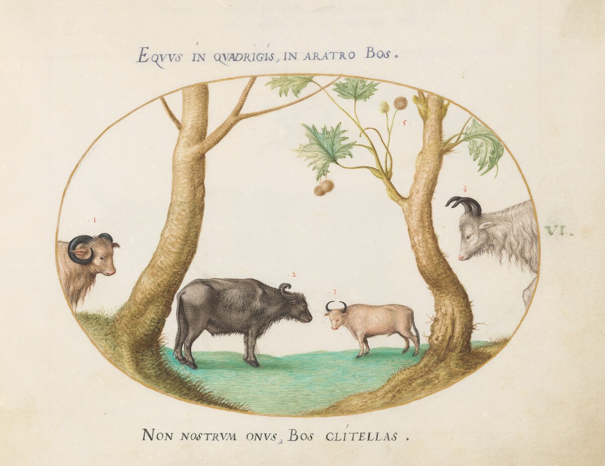 Plate 6: A Variety of Oxen with a Ram and a Water Buffalo(?) by a Plane Tree by Joris Hoefnagel