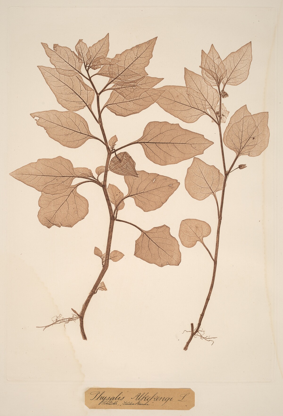 Physalis Alkekengi by Constetin von Ettinghausen and Alois Pokorny