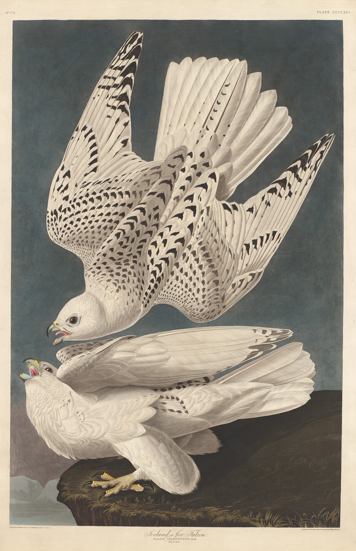 Iceland or Jer Falcon by Robert Havell after John James Audubon