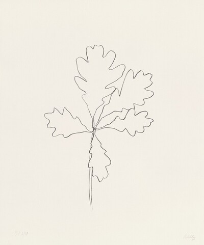 Oak