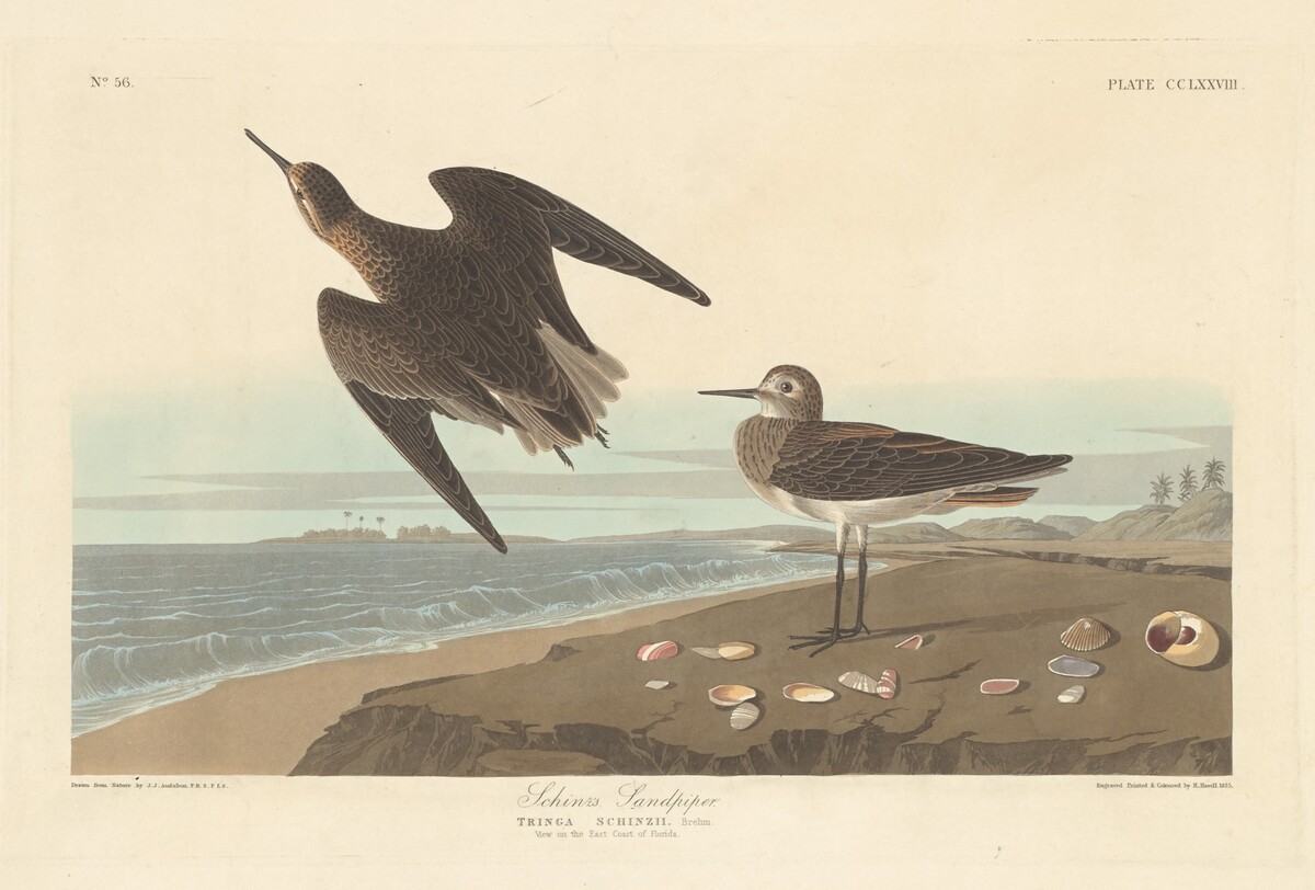 Schinz's Sandpiper by Robert Havell after John James Audubon
