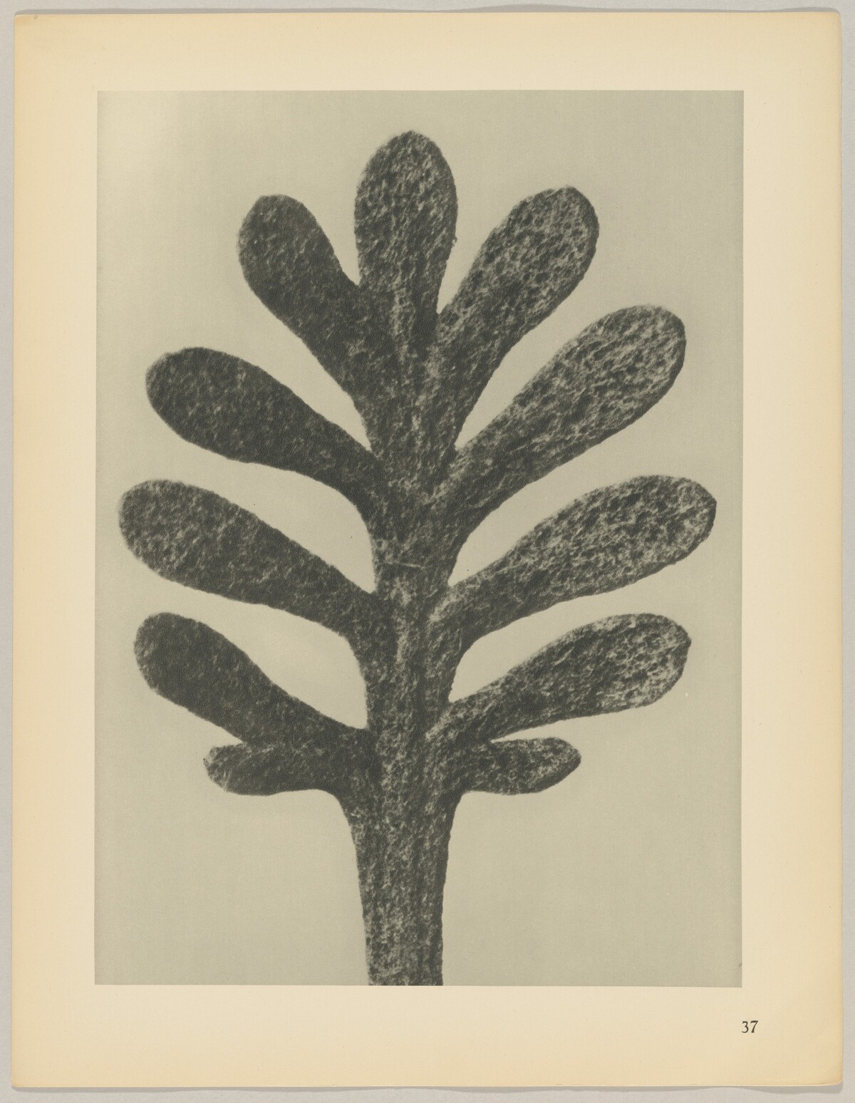 Achillea umbellata by Karl Blossfeldt