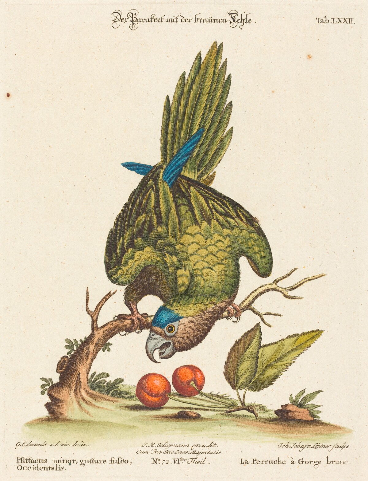 Psittacus minor gutture fusco, occidentalis by Johann Sebastian Leitner after George Edwards