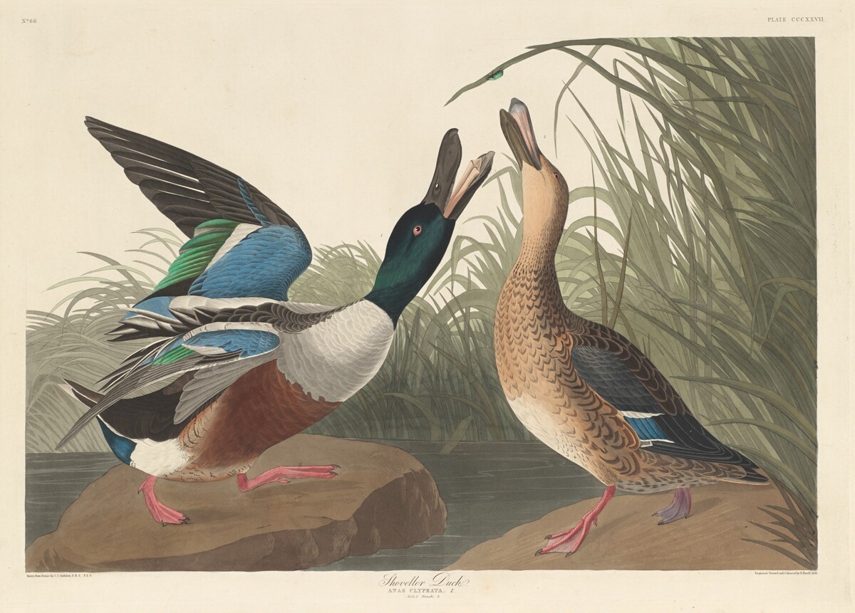 Shoveller Duck by Robert Havell after John James Audubon