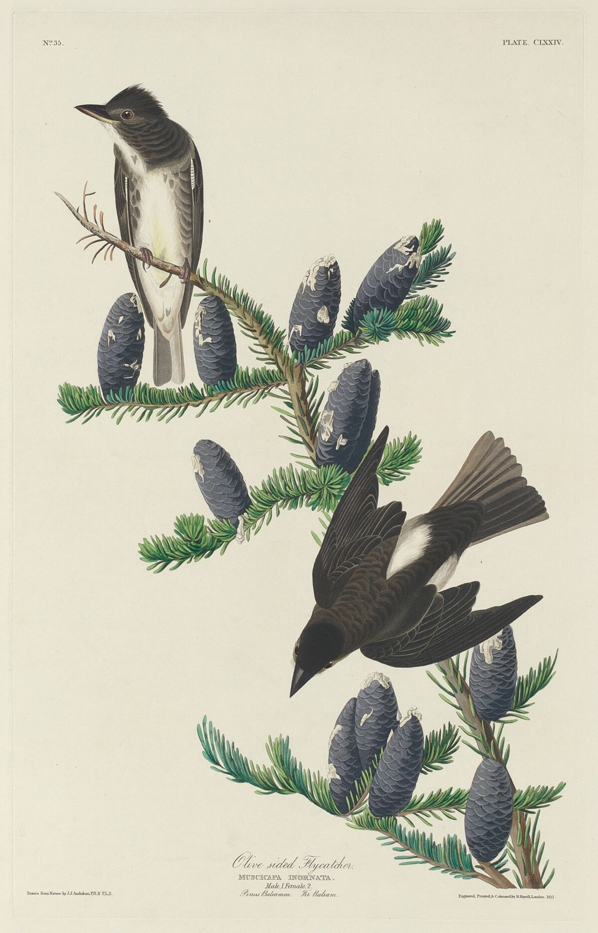 Olive-sided Flycatcher by Robert Havell after John James Audubon