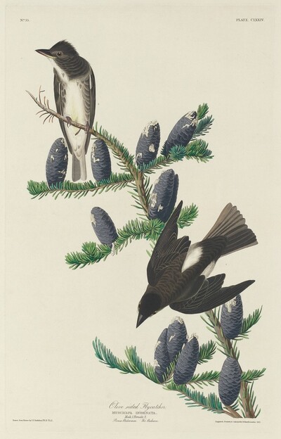 Olive-sided Flycatcher