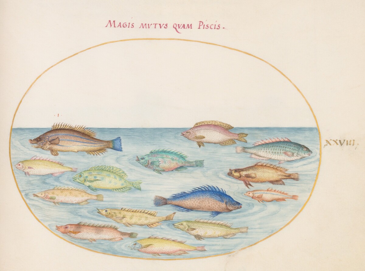 Plate 28: Sea Bream(?) and Other Fish by Joris Hoefnagel