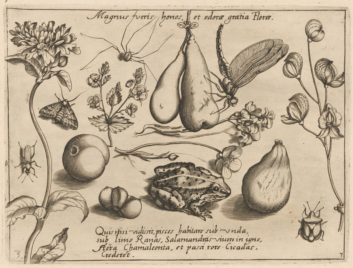 Archetypa studiaque patris Georgii Hoefnagelii [Part 3, Plate 3] by Jacob Hoefnagel after Joris Hoefnagel