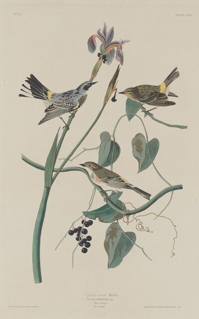 Yellow-crown Warbler
