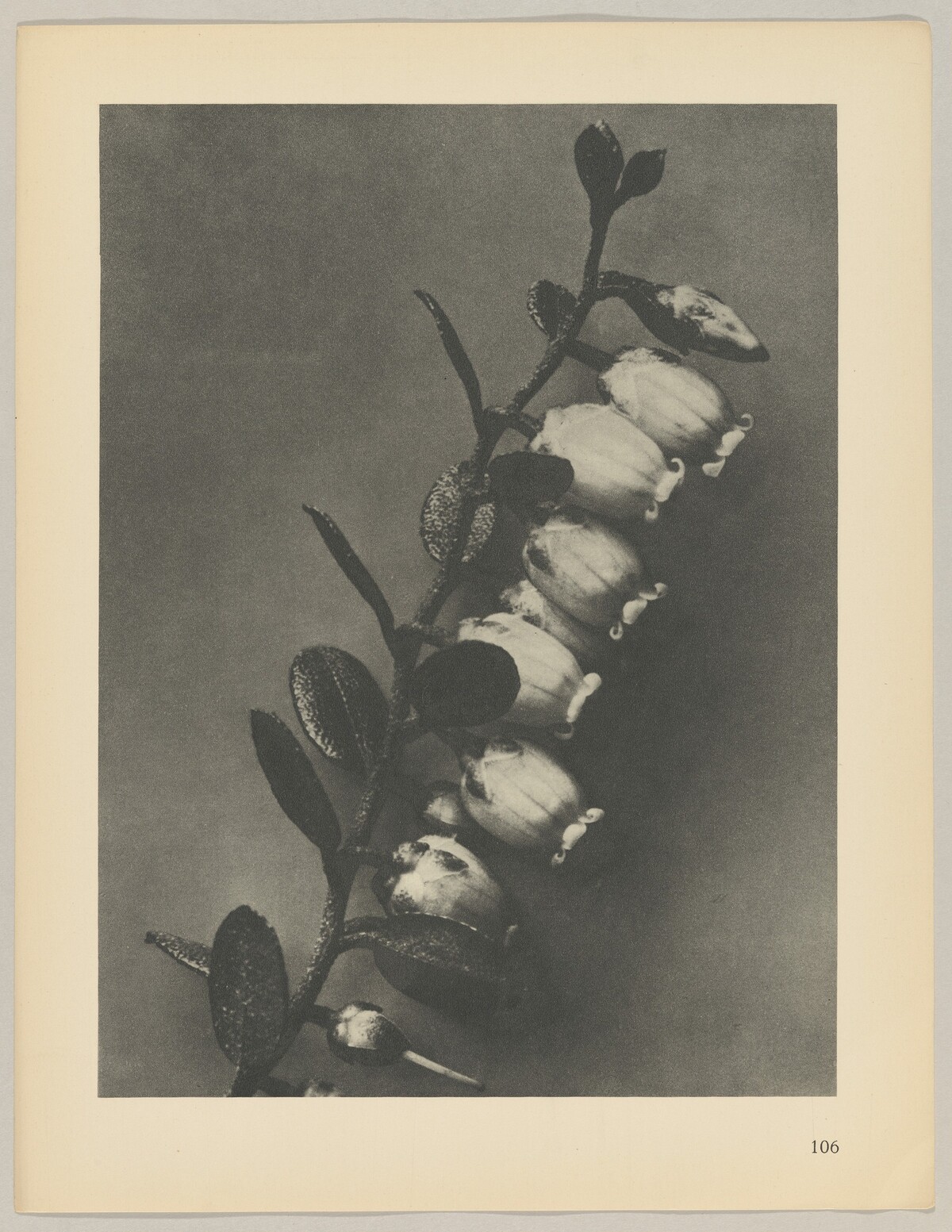 Lyonia calyculata by Karl Blossfeldt