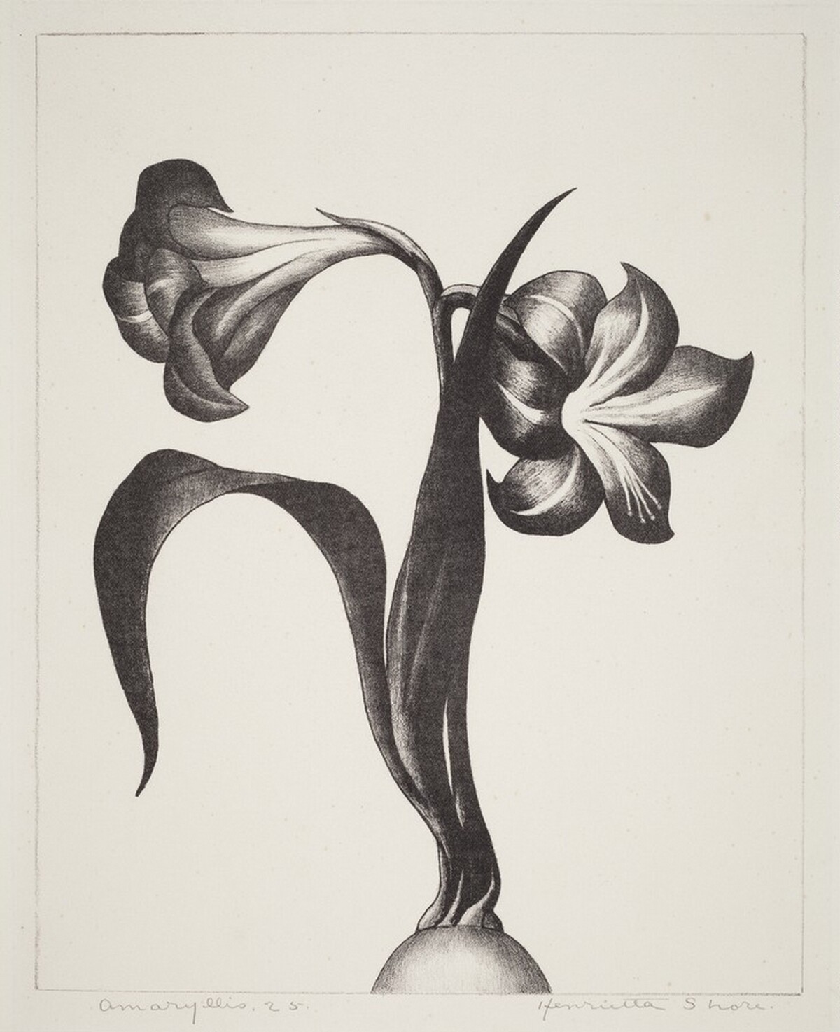 Amaryllis by Henrietta Mary Shore