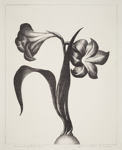 Amaryllis