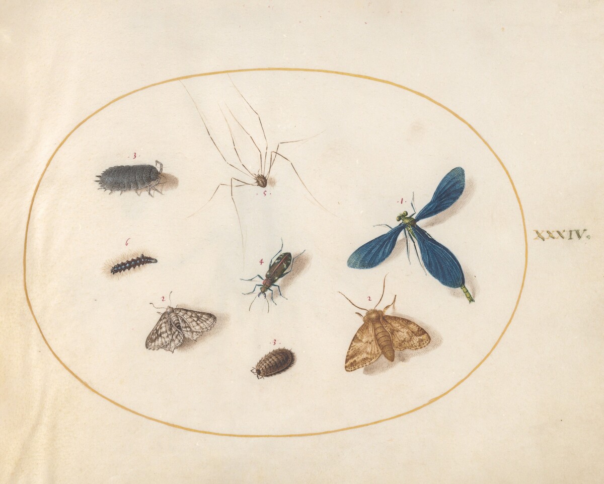 Plate 34: Two Moths with a Spider, a Caterpillar, a Damselfly, and Other Insects by Joris Hoefnagel