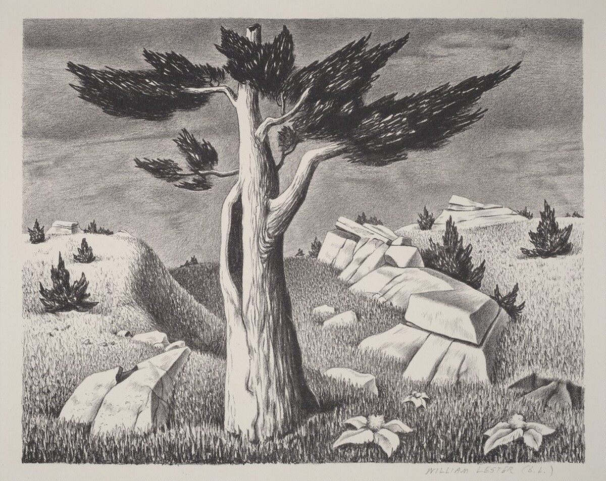 Rock and Cedar by William Lewis Lester
