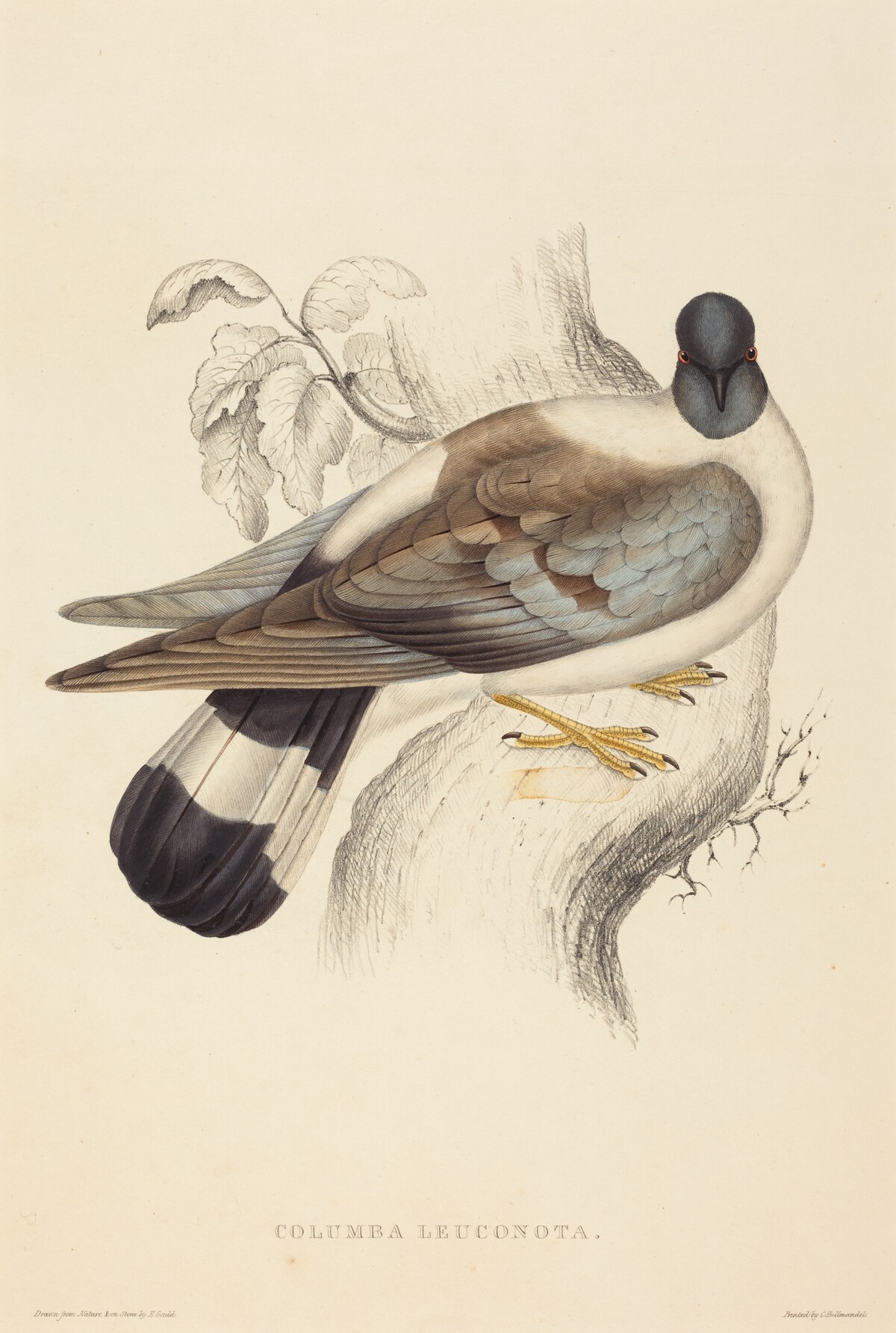 Columba Leuconota (Snow Pigeon) by Elizabeth Gould