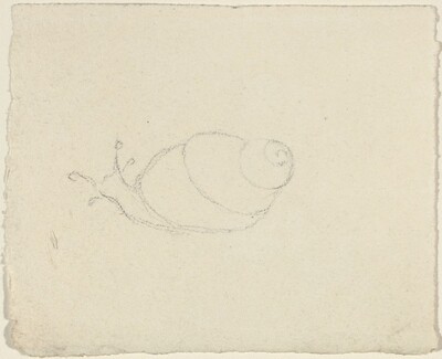 Snails [recto and verso]