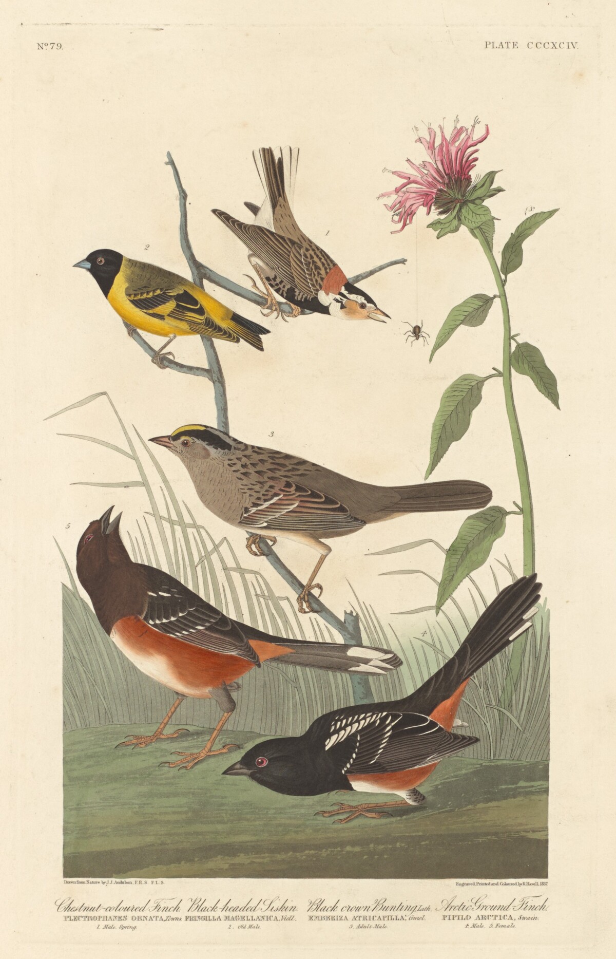 Chestnut-colored Finch, Black-headed Siskin, Black Crown Bunting and Arctic Ground Finch by Robert Havell after John James Audubon