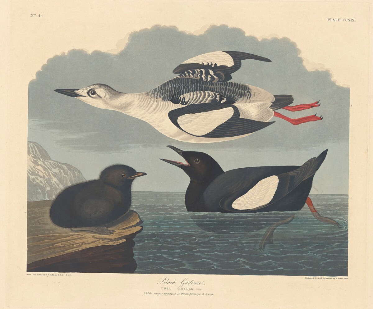 Black Guillemot by Robert Havell after John James Audubon