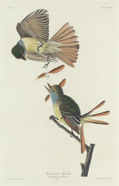 Great Crested Flycatcher