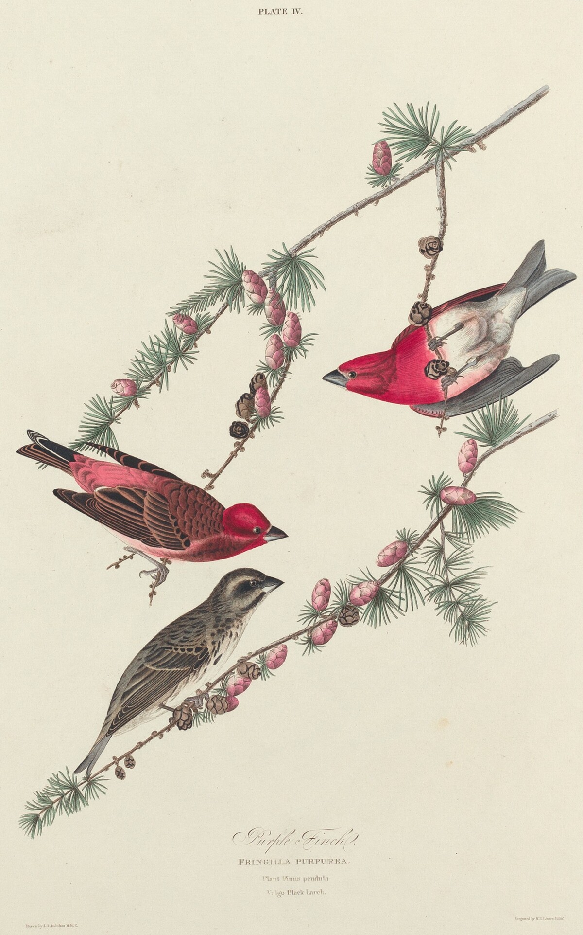 Purple Finch by William Home Lizars after John James Audubon
