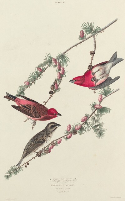 Purple Finch