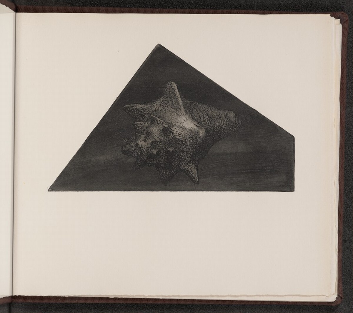 Voluta nauseum by Charles Arthur Wells, Jr.