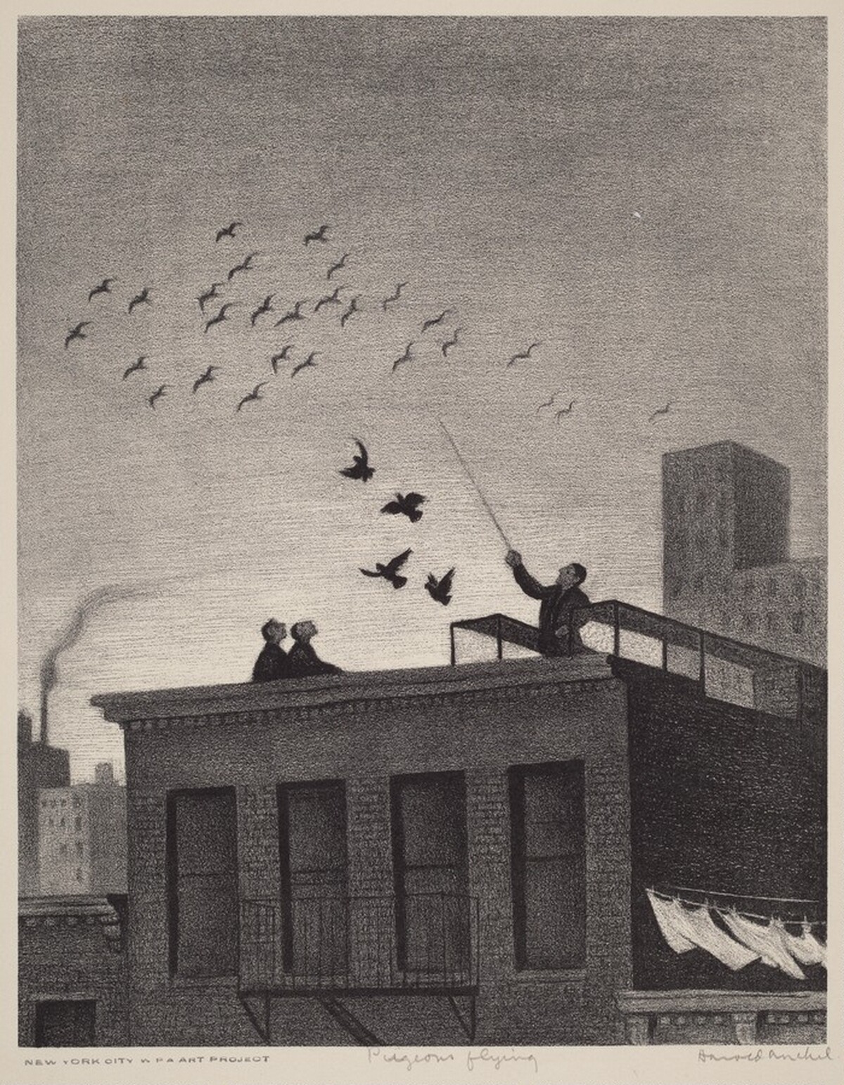 Pigeons Flying by Harold Anchel