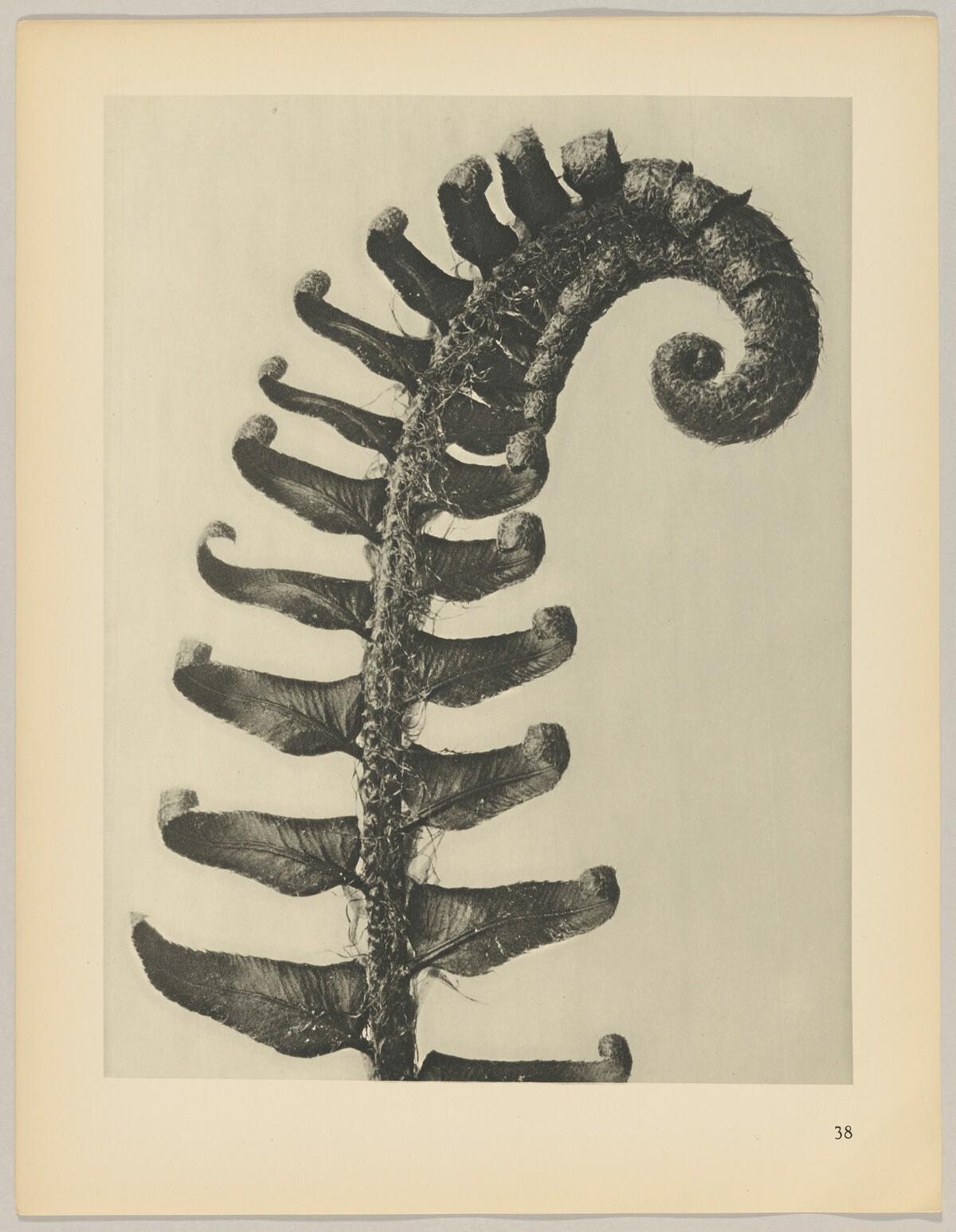 Poltstichum munitum by Karl Blossfeldt