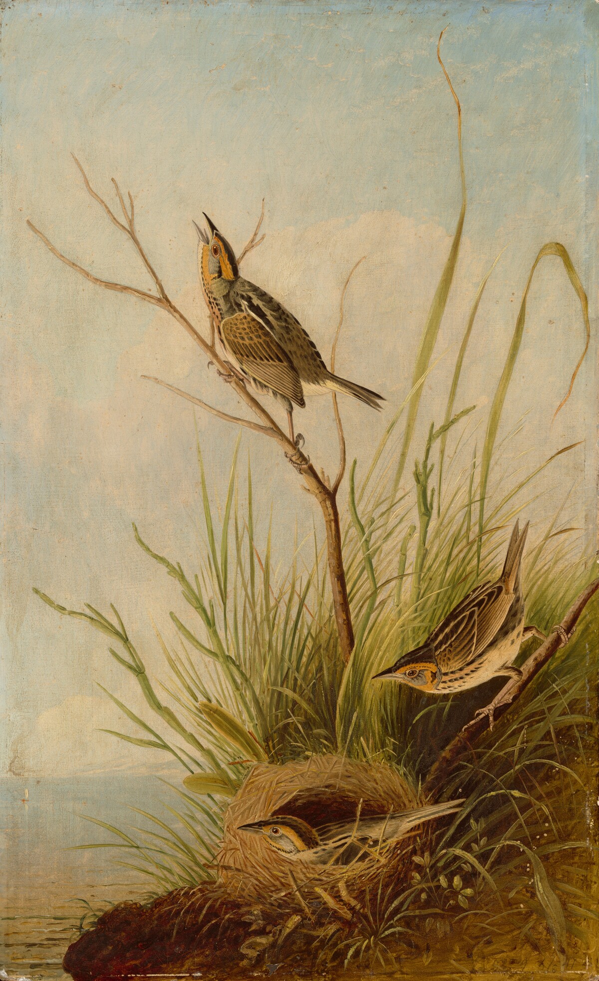 Sharp-Tailed Finch by Joseph Bartholomew Kidd, after John James Audubon
