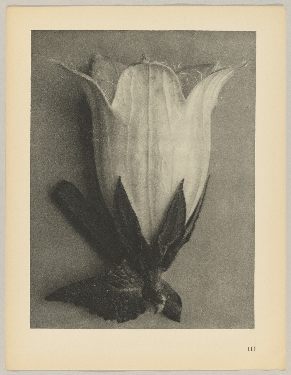 Campanula alliarüfolia by Karl Blossfeldt