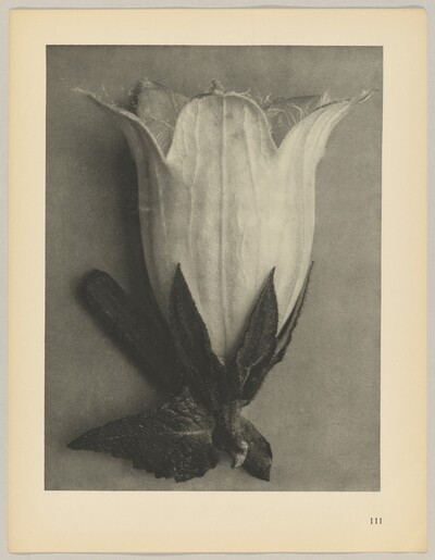 Campanula alliarüfolia