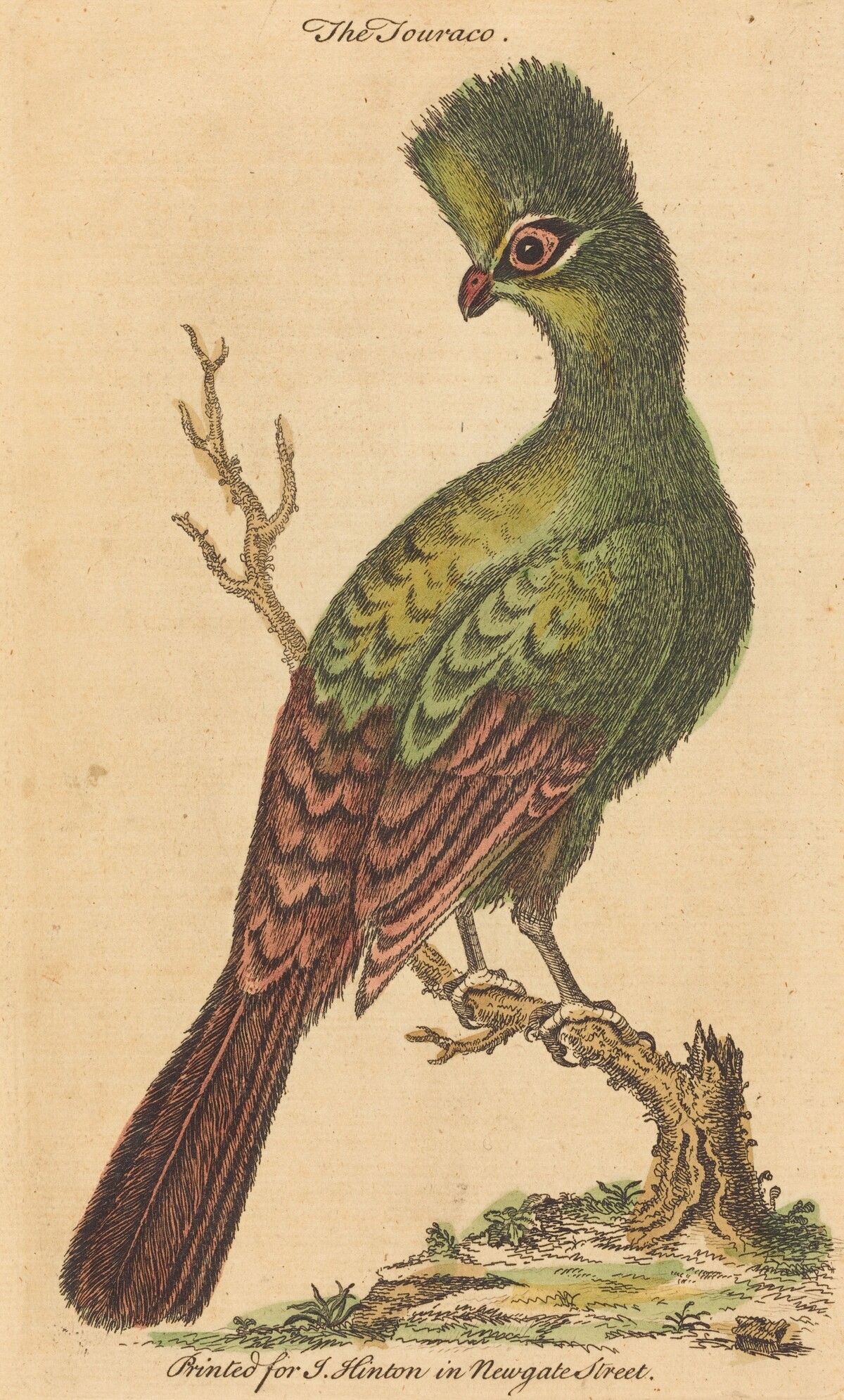 The Touraco Bird by British 18th Century