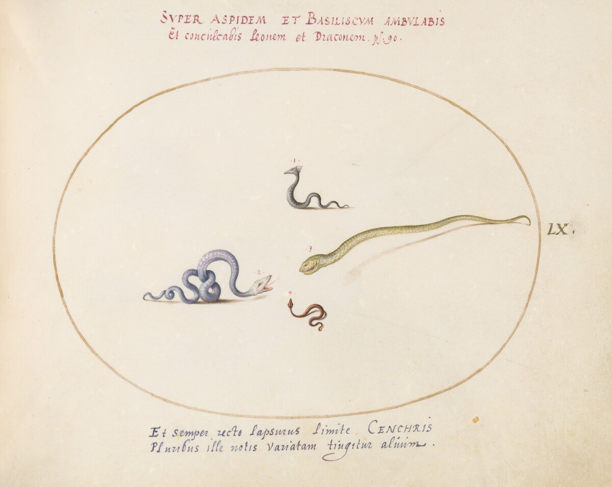 Plate 60: Four Small Snakes by Joris Hoefnagel