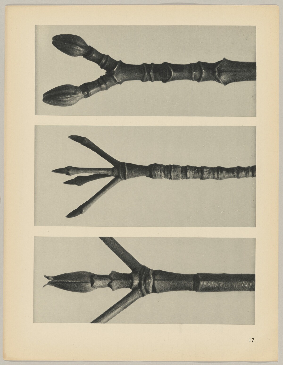 a Cornus Nuttallii; b Cornus florida; c Acer pennsylvanicum by Karl Blossfeldt