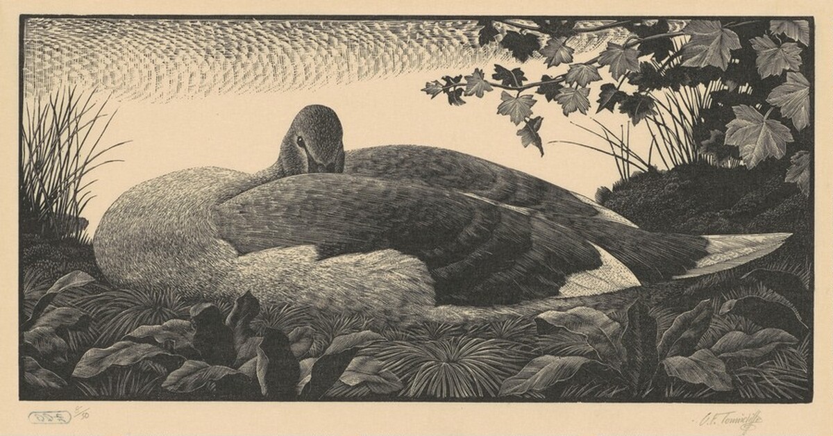 Cygnet by Charles Frederick Tunnicliffe