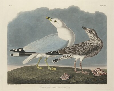 Common Gull