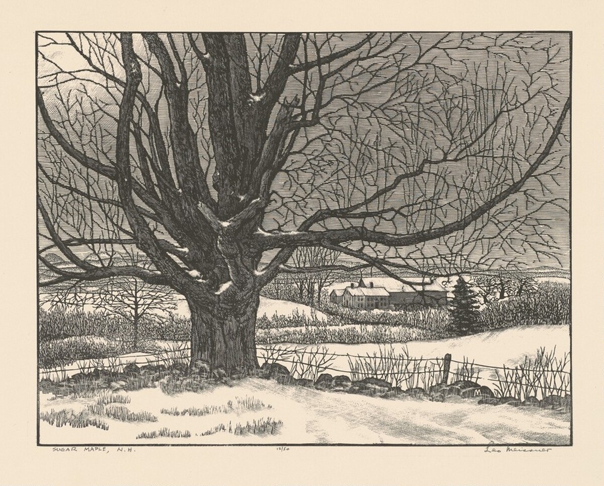 Sugar Maple, New Hampshire by Leo Meissner