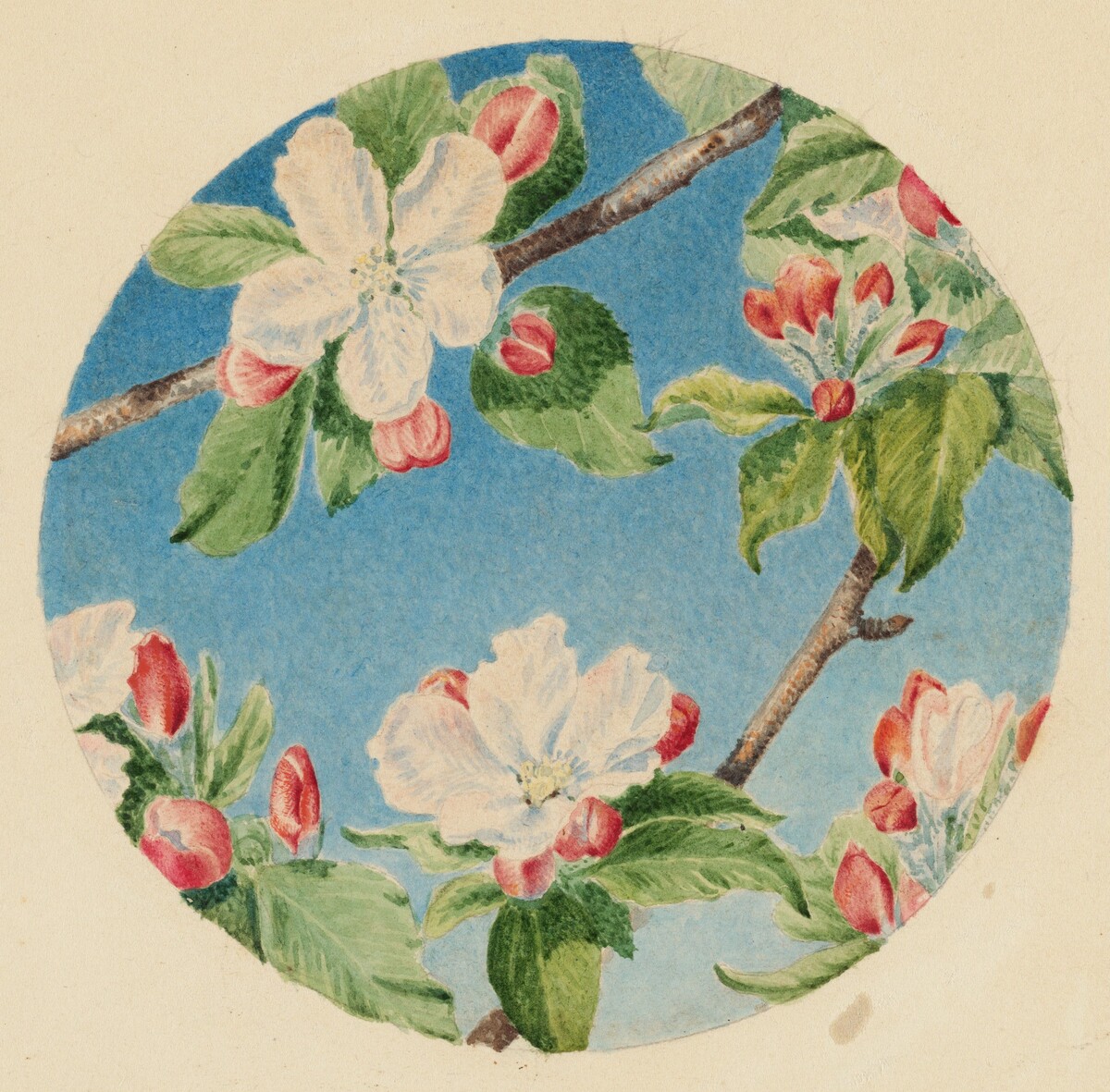 Apple Blossoms by Robert Bolling Brandegee
