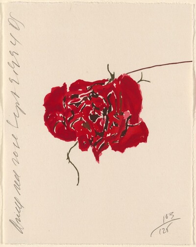 Dried Red Rose