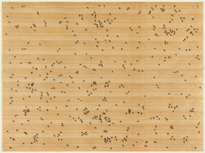 Black Ants