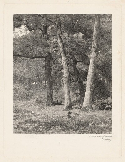 A Forest Clearing